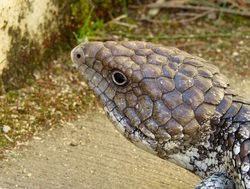 Nambung National Park shingleback lizard