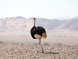 Namib Naukluft National Park desert ostrich