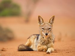 Namib Naukluft National Park jackal