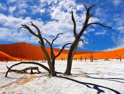 Namib Naukluft National Park lone tree in pan