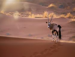 Namib Naukluft National Park oryx
