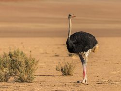 Namib Naukluft National Park ostrich
