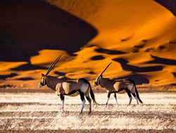Namib Naukluft National Park pair of gemsboks oryx