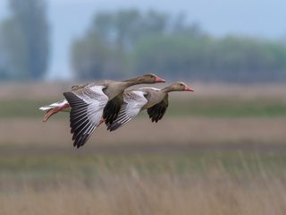20210215144748-Lake neusiedler with flying geese flying over.jpg