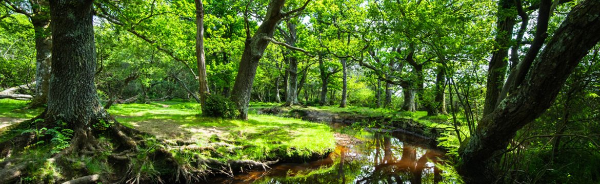 Featured image for New Forest National Park
