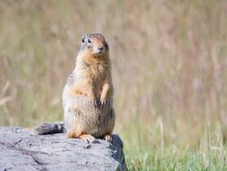North Cascades National Park ground squirrel