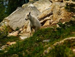 North Cascades National Park mountain goat