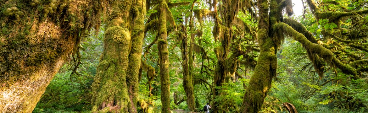Temperate Rain Forest - Olympic National Park (U.S. National Park Service)