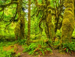 Mount Olympic Hoh Rainforest mossy trees