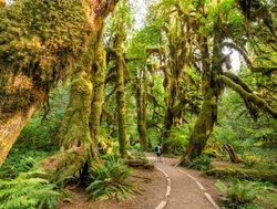 Mount Olympic Hoh Rainforest trail