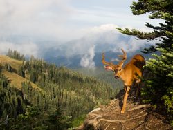 Mount Olympic Hurricane Ridge deer