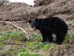 Mount Olympic National Park black bear