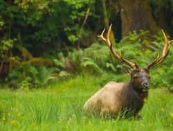 Mount Olympic National Park elk