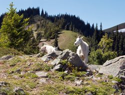 Mount Olympic National Park mountain goat_666305311