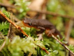 Mount Olympic National Park newt