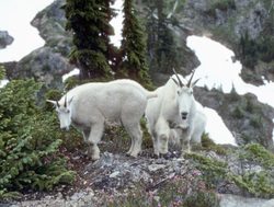 Mount Olympic National Park pair of mountain goat