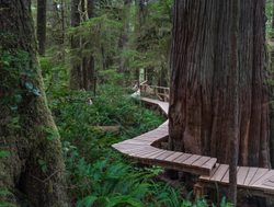 Pacific Rim National Park  boardwalk through rainforest