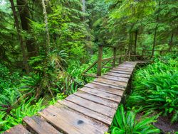 Pacific Rim National Park boarded trail in rainforest