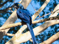 Pantanal Blue Macaw