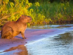 Pantanal Matogrossense National Park capybarra