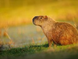 Pantanal Matogrossense National Park lone capybara