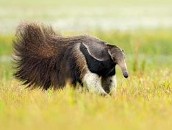 Pantanal anteater walking
