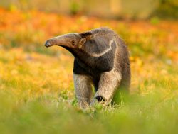 Pantanal anteater
