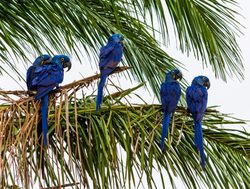 Pantanal blue macaws