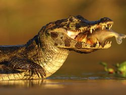 Pantanal caiman eating a fish