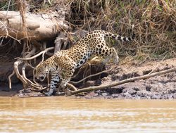 Pantanal jaguar in river