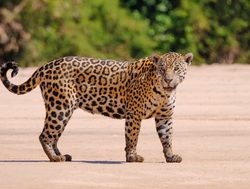 Pantanal jaguar on beach