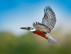 Pantanal kingfisher