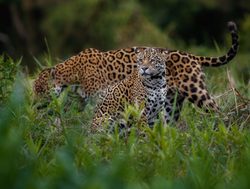 Pantanal pair of jaguars