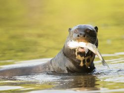 Pantanal river otter