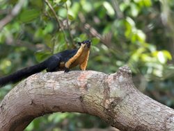 Giant black squirrel in Penang national park