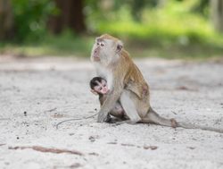 Macaque monkey with baby in Penang