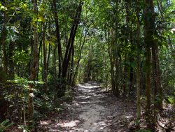 Penang National Park forest hike