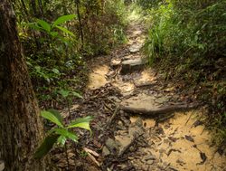 Penang National Park forest path