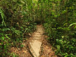 Penang National Park forest trail