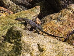 Penang National Park lizard