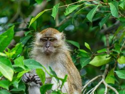 Penang National Park macaque monkey