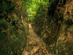 Penang National Park trail