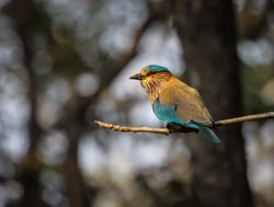 20211002175538 Indian roller in Pench National Park