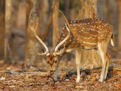 20211002175538 Pench National Park spotted deer