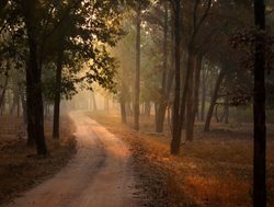 20211002175538 Road going through Pench National Park