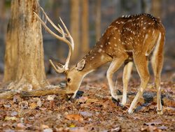 20211002175538 Spotted deer in Pench National Park