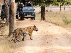 20211002175538 Tiger crossing road in Pench