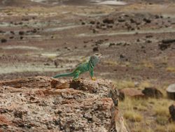 Green lizard in Petrified Forest National Park