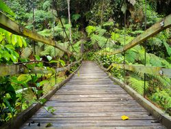 Boarded trail in Podocarpus National Park