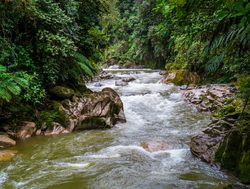 River in Podocarpus National Ecuador
